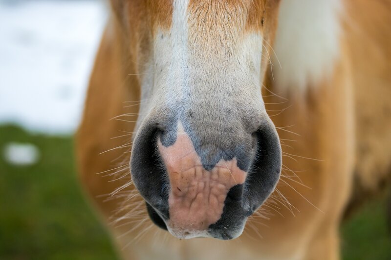 Horse Nose Close-up