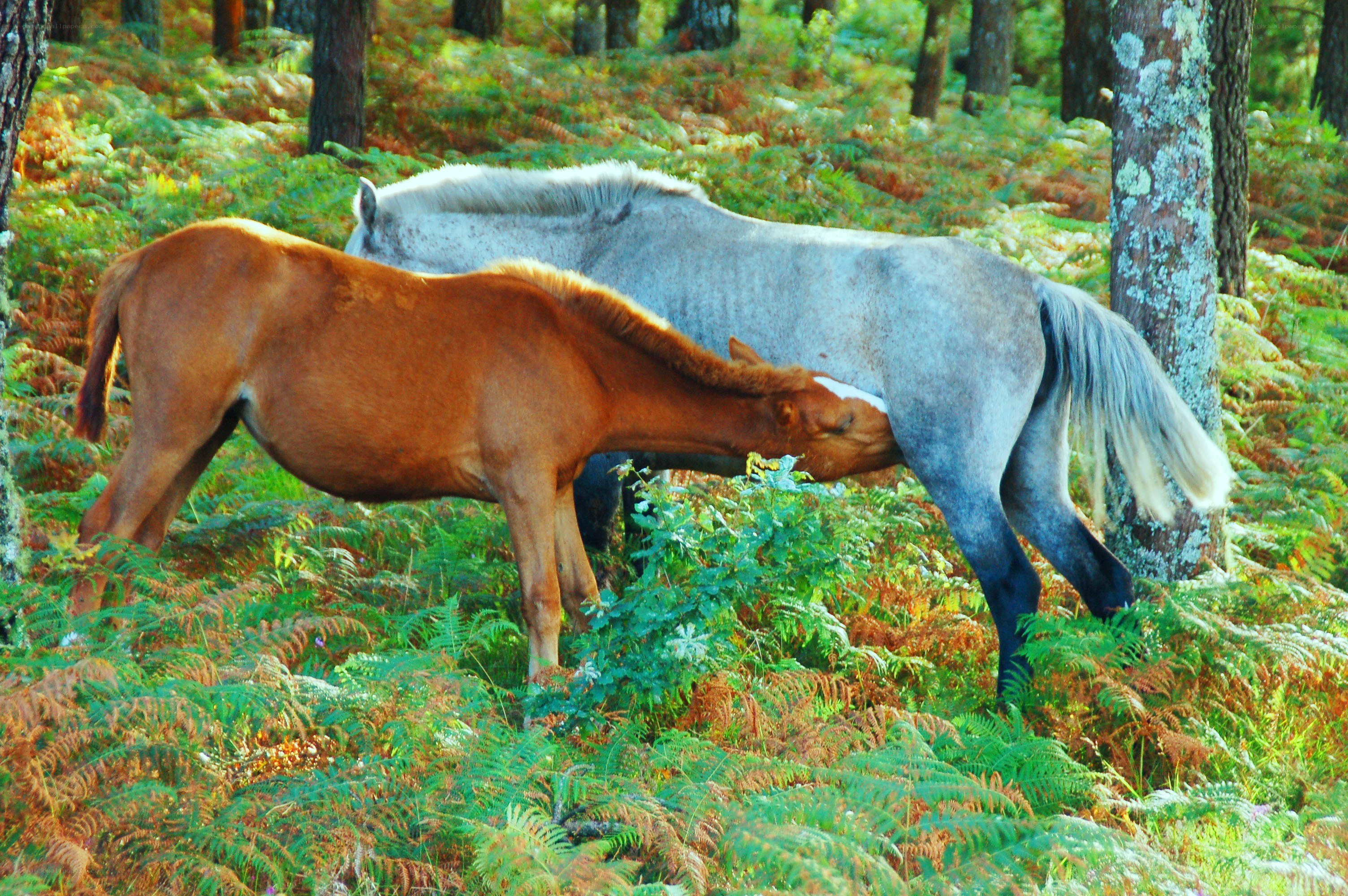 Horse nursing in forest
