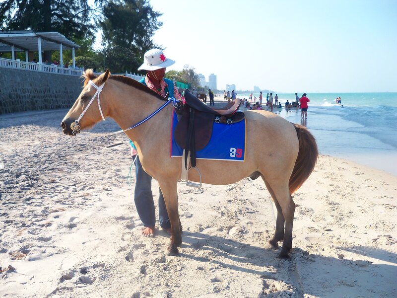 Horse on a beach with rider