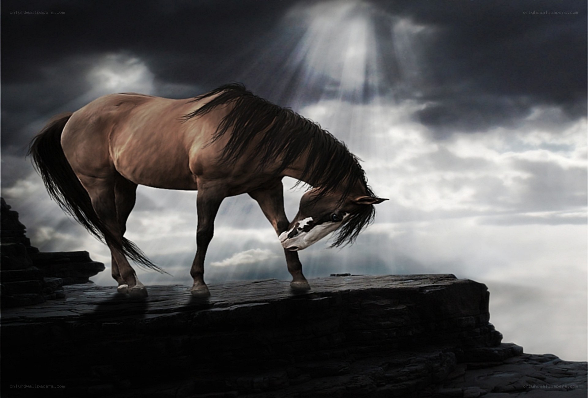 horse on a cliff at sunset