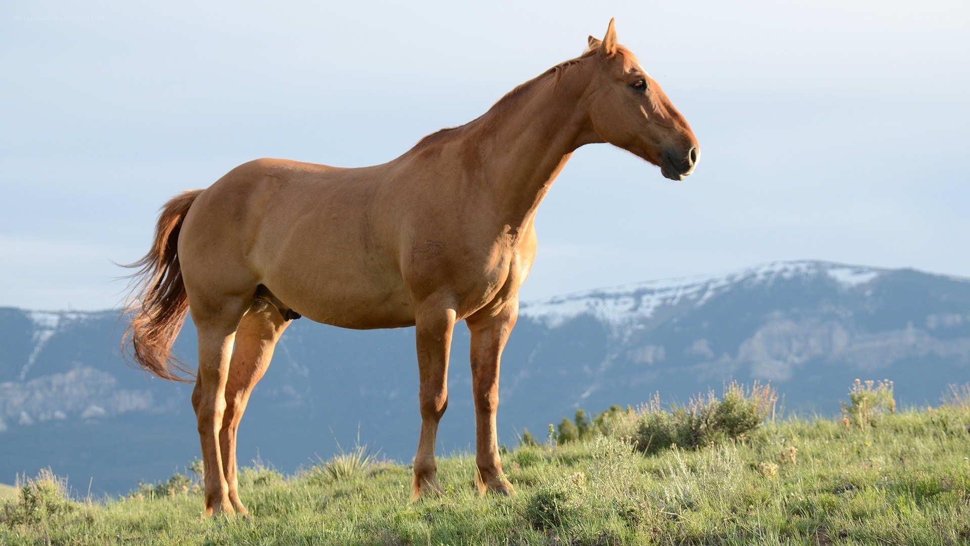 horse on a grassy hill