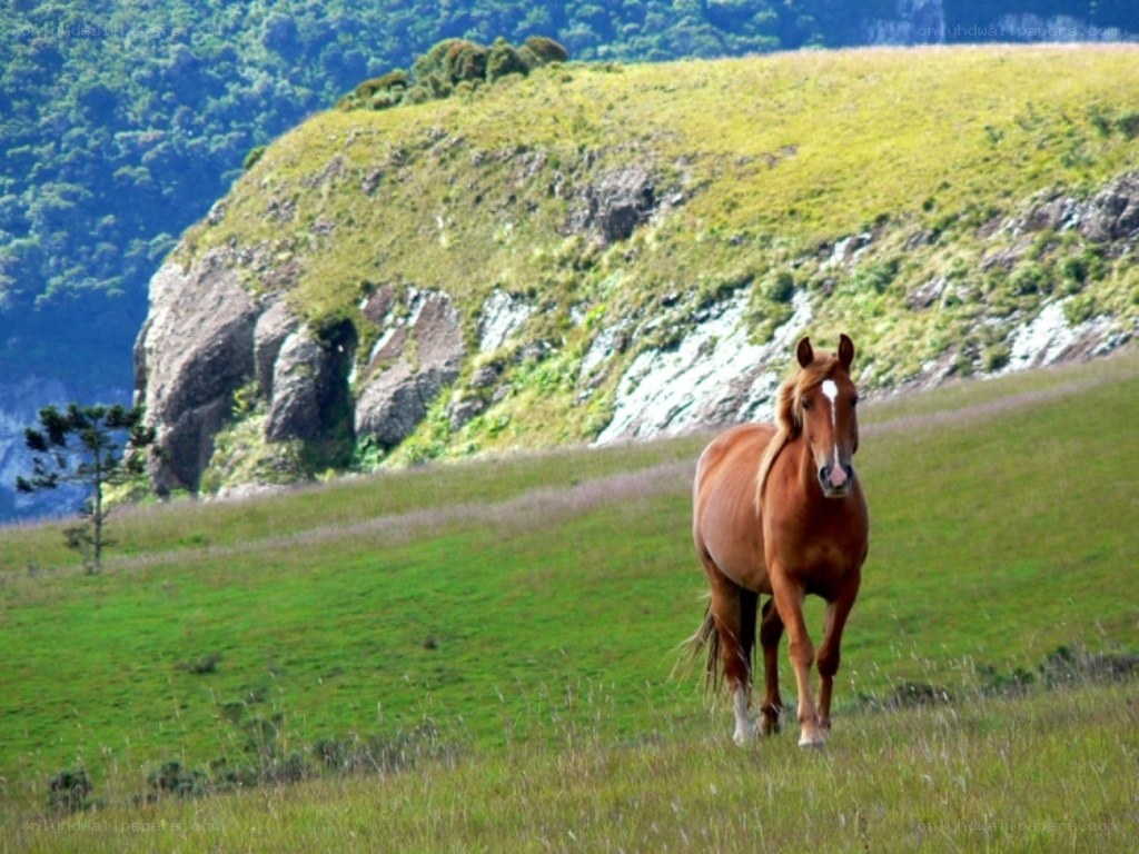Horse on a grassy hillside