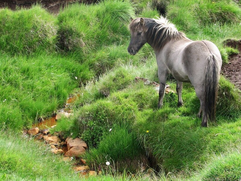 horse on a grassy hillside