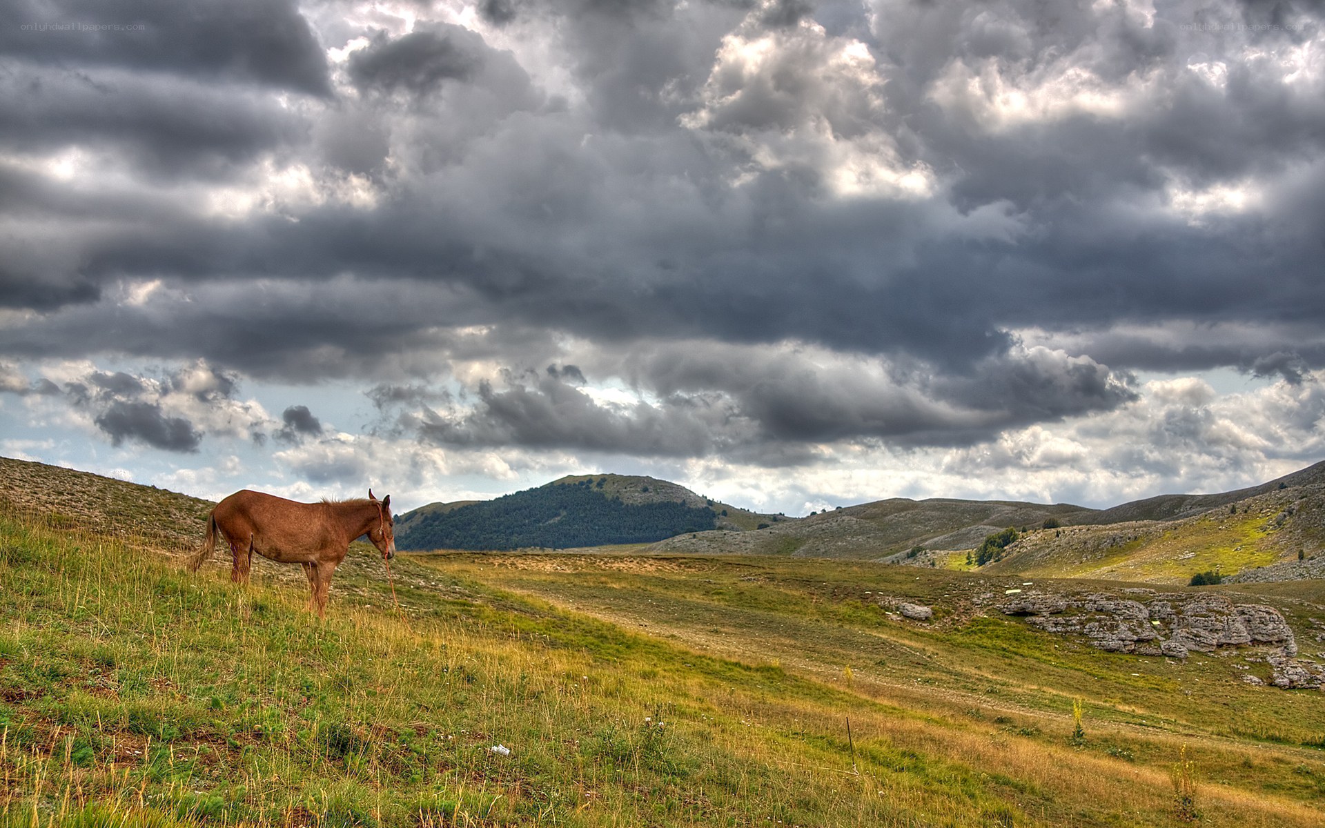 Horse on a grassy hillside