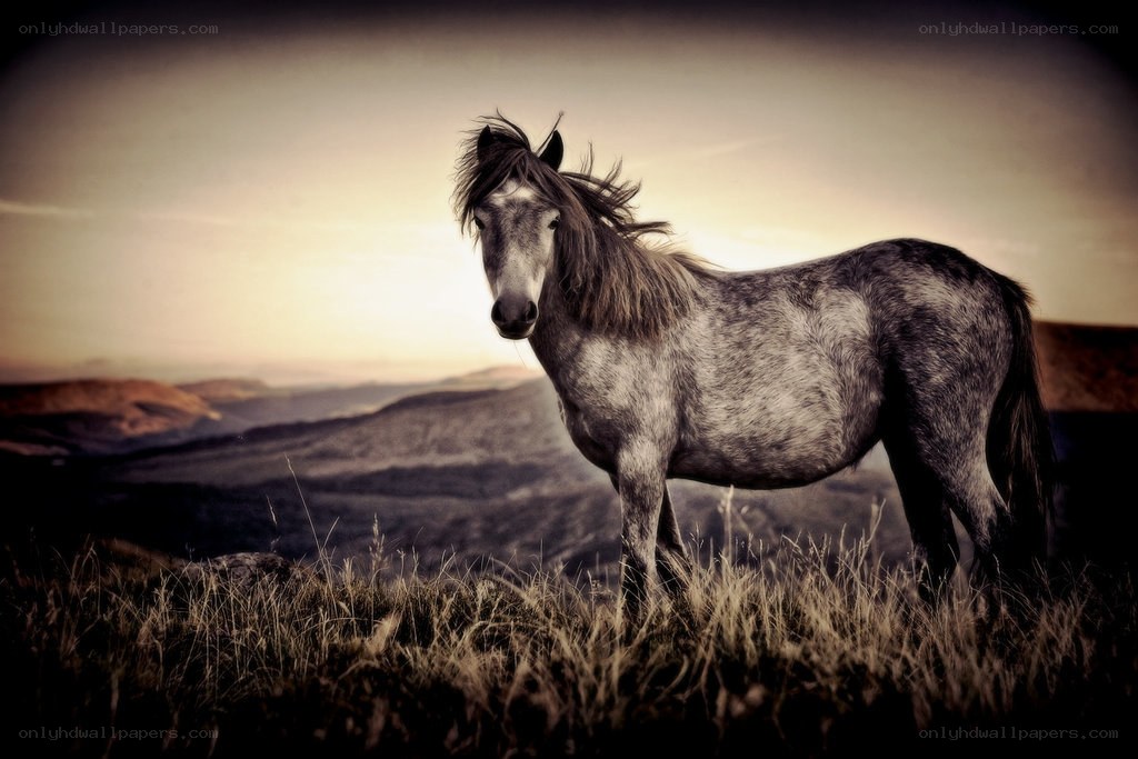 horse on a hill at sunset