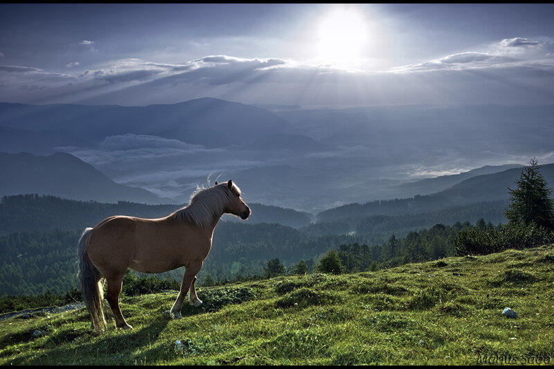 Horse on a Hill — Green