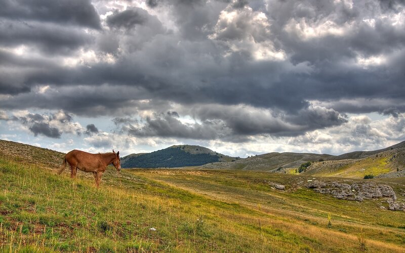 Horse on a hill under stormy sky
