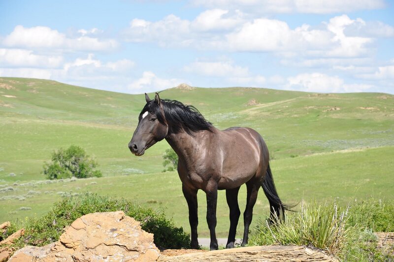 horse on a hillside