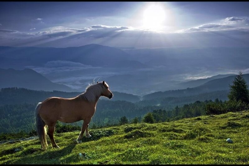 Horse on a mountain at sunrise