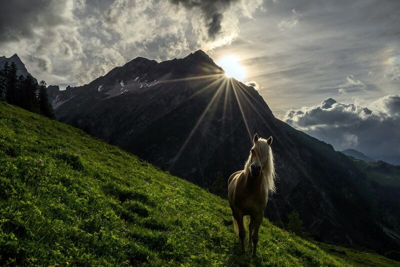 Horse on a Mountain — Green
