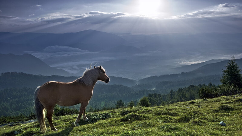 Horse on a mountain meadow