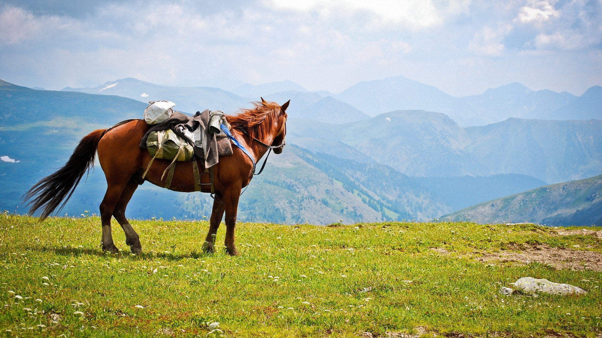horse on a mountain meadow