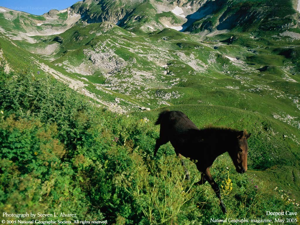 Horse on a mountain slope