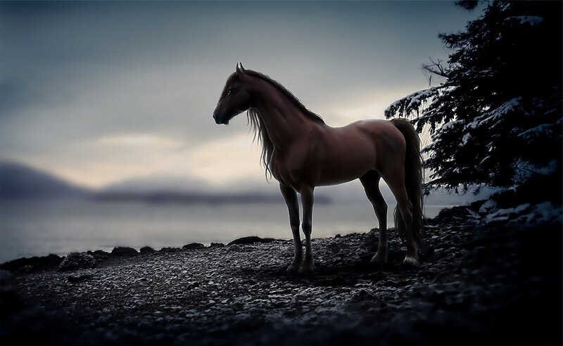 horse on a rocky shore
