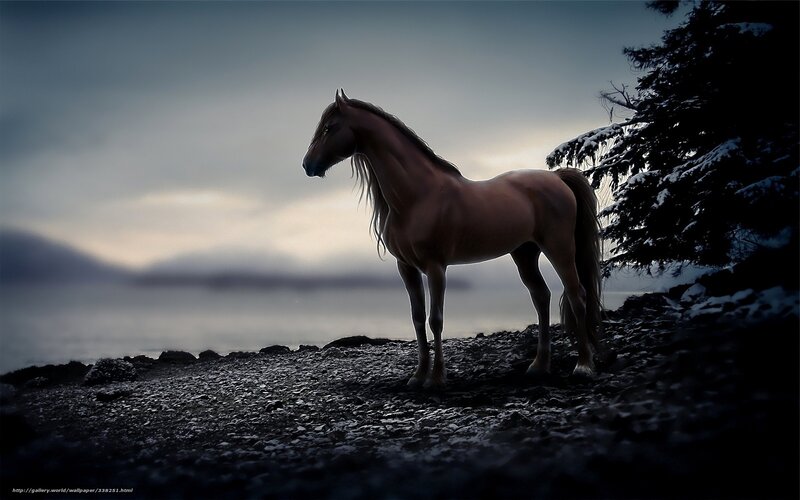 horse on a rocky shore