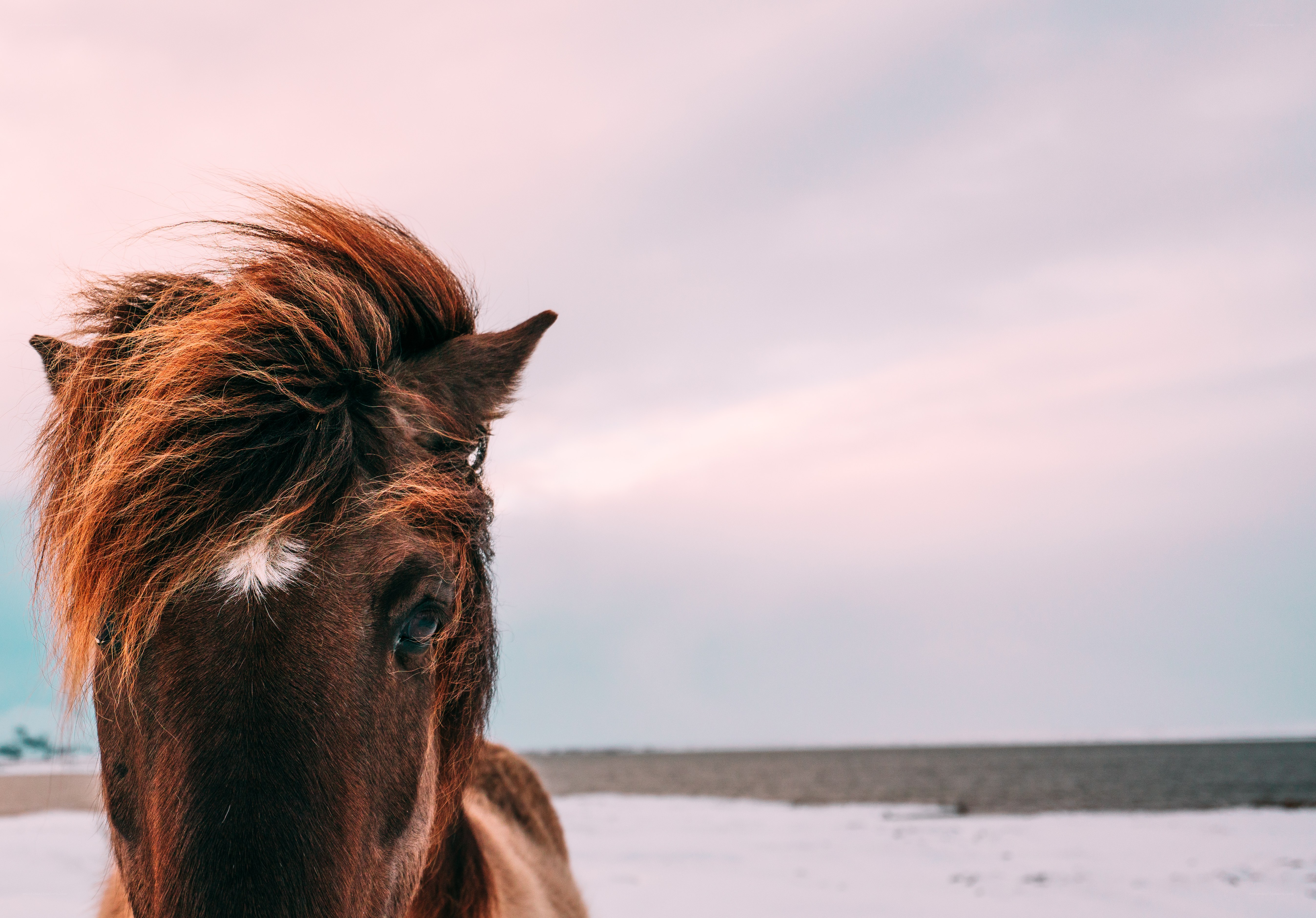 horse on a snowy beach