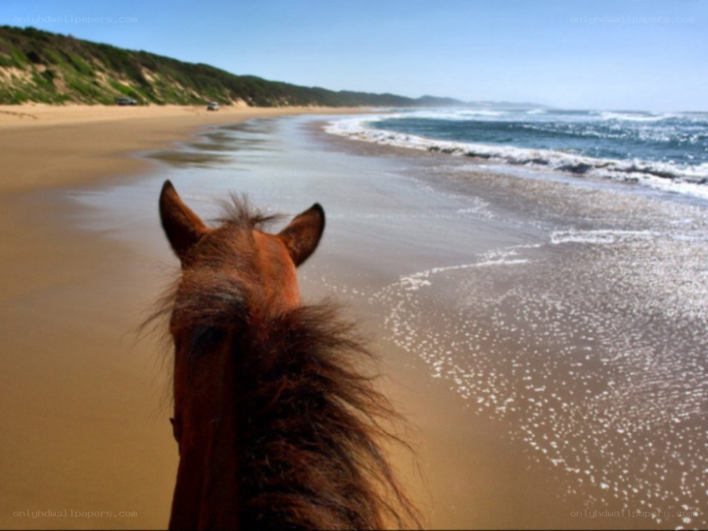horse on beach at ocean