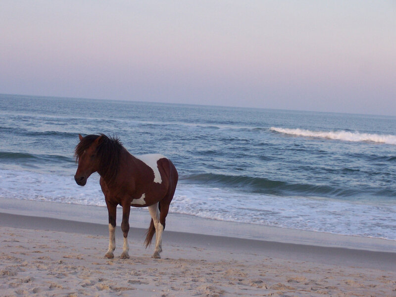 horse on beach at sunset