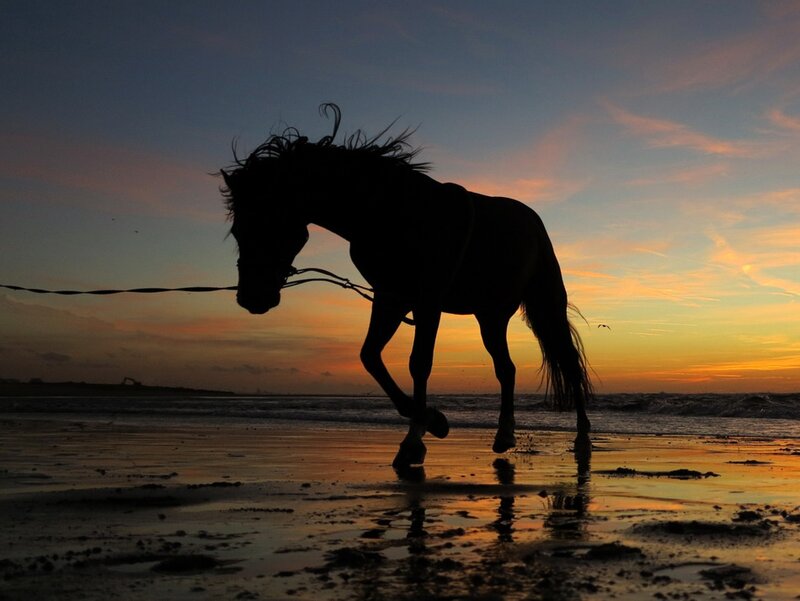 Horse on Beach — Orange, Dramatic