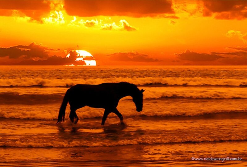 Horse on Beach — Orange