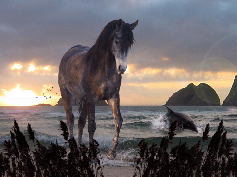 Horse on Beach