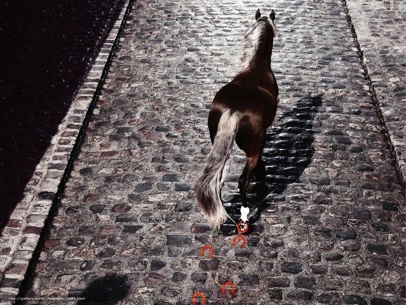 Horse on cobblestone street
