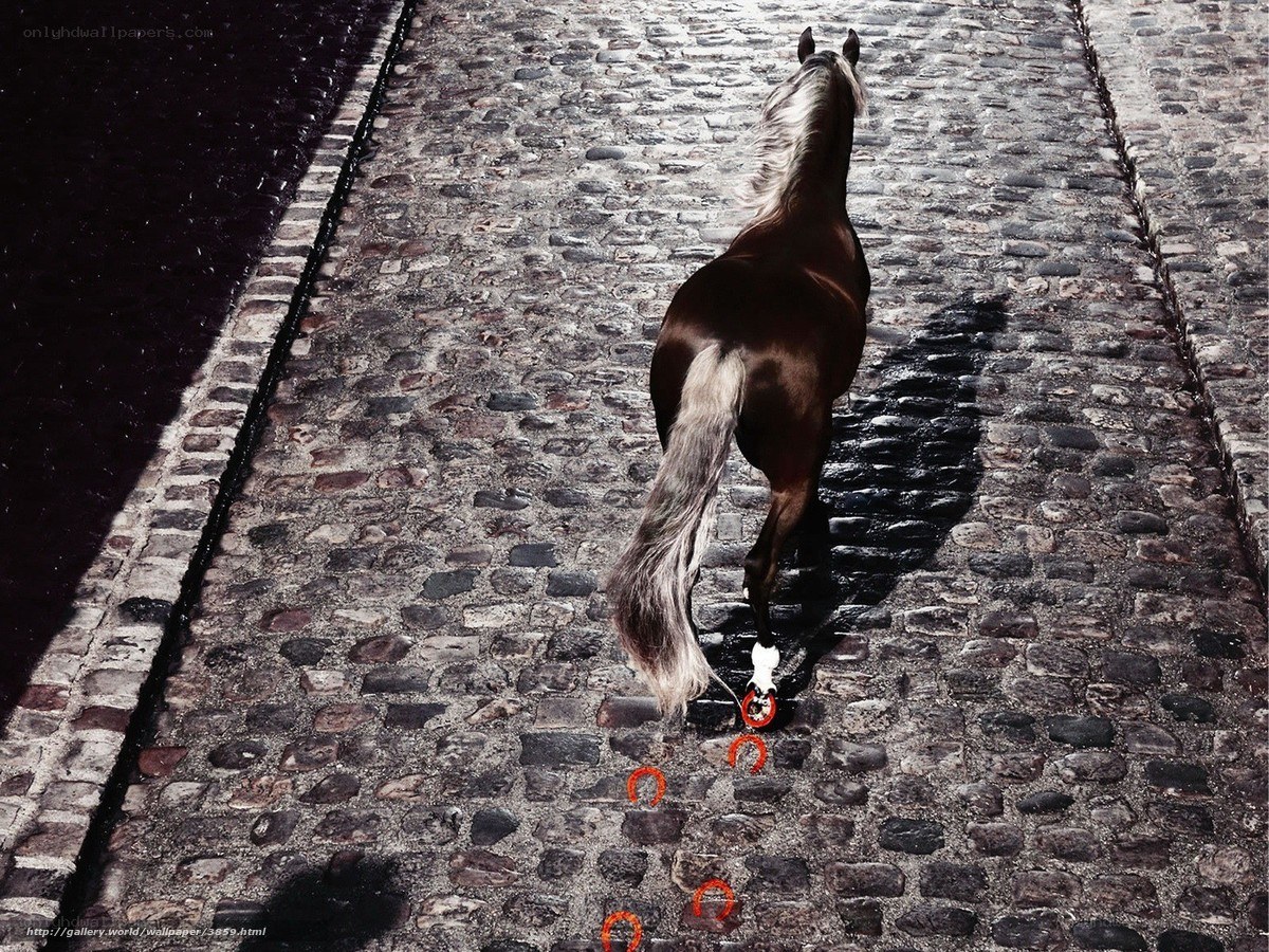 Horse on cobblestone street