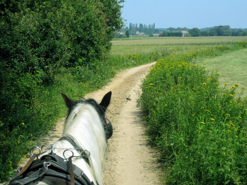 Horse on Dirt Path