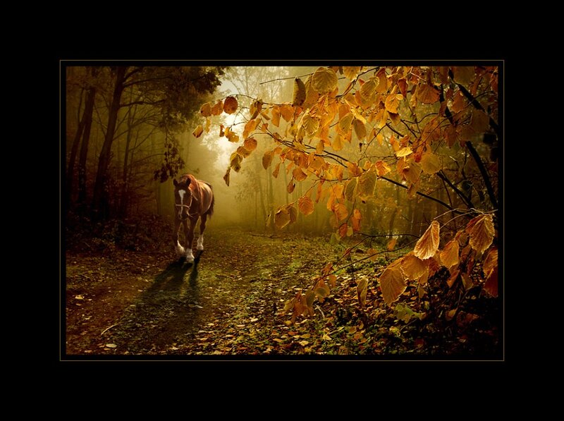 Horse on Forest Path