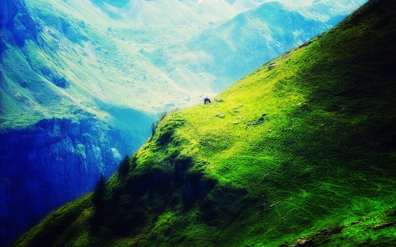 Horse on Grassy Slope