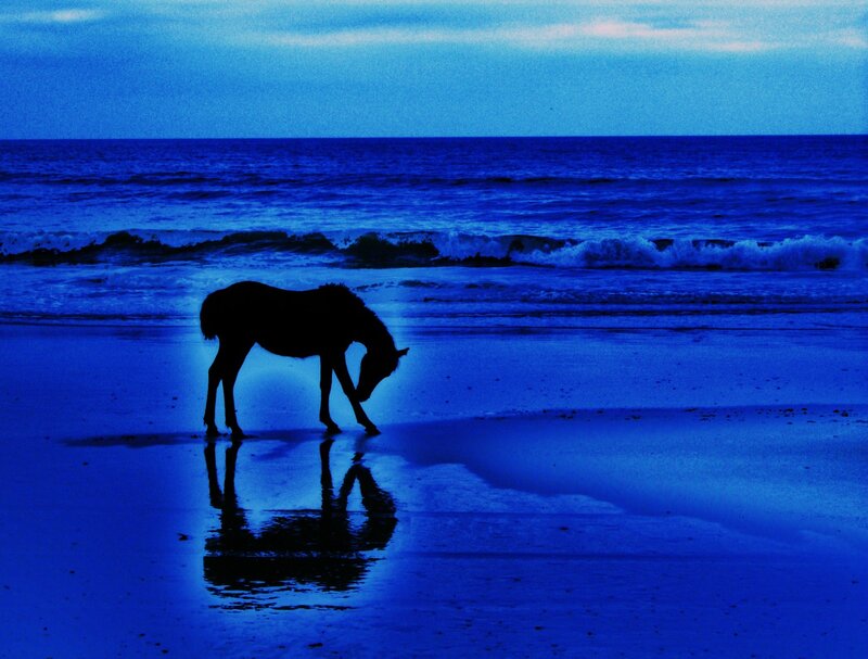Horse on the beach at dusk