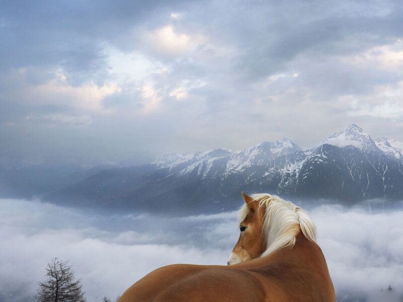 horse overlooking mountain range