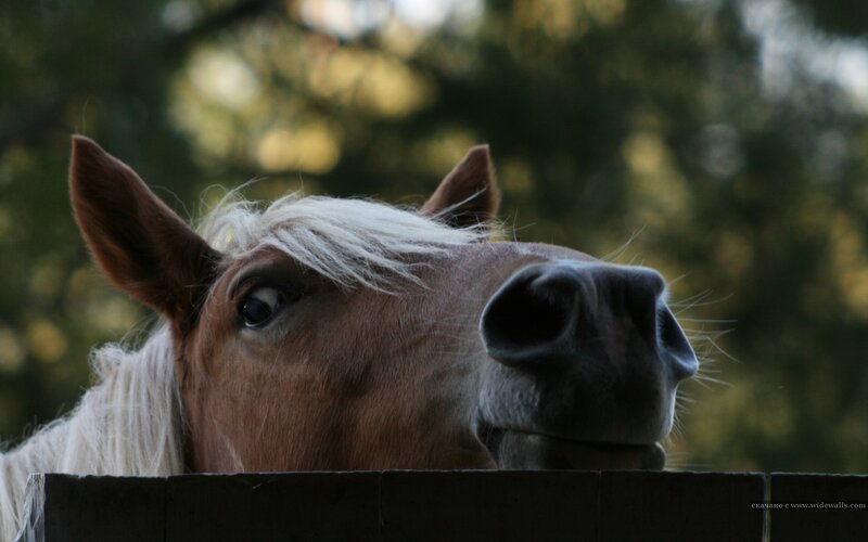 horse peeking over a fence