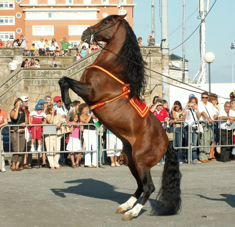 Horse performing at public event