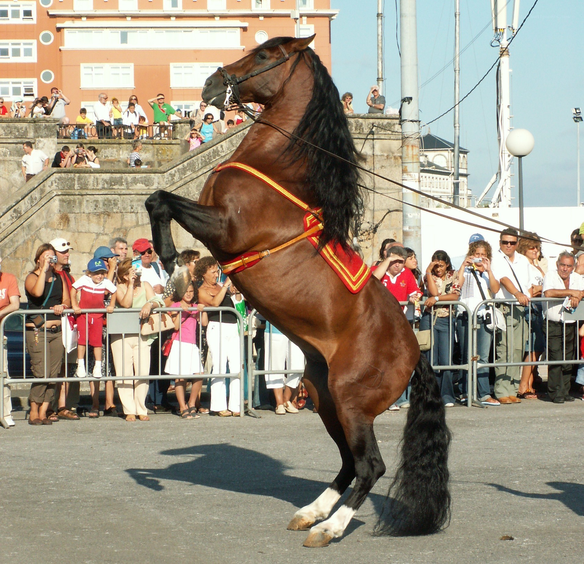 Horse performing at public event