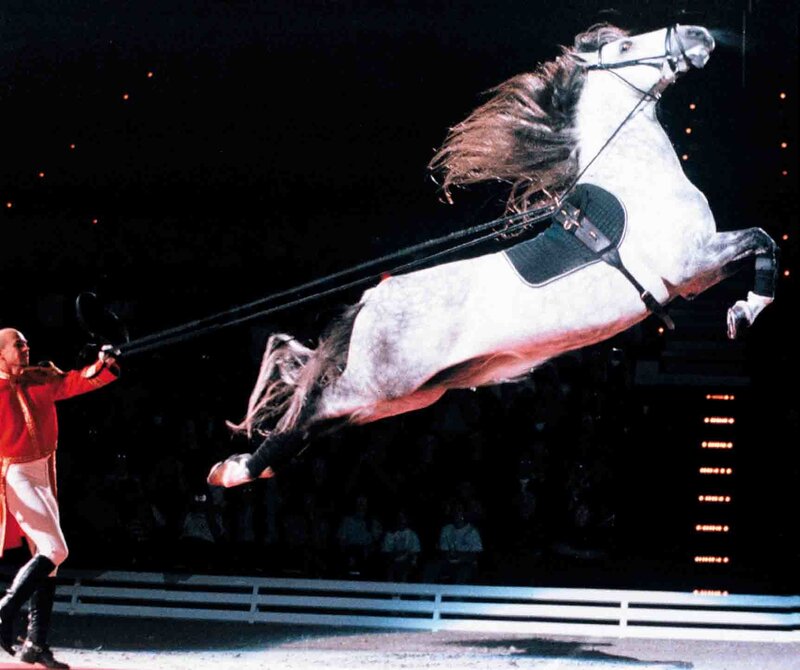 horse performing circus trick