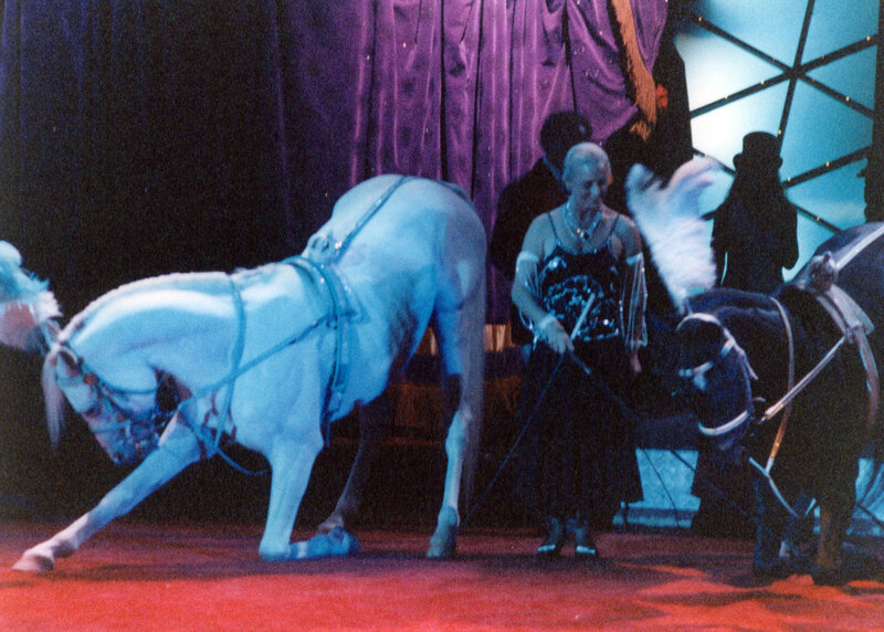Horse Performing Trick