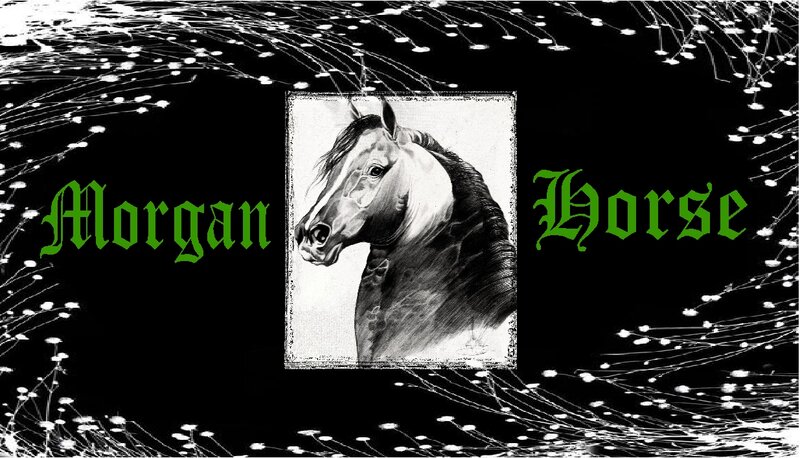 Horse Portrait