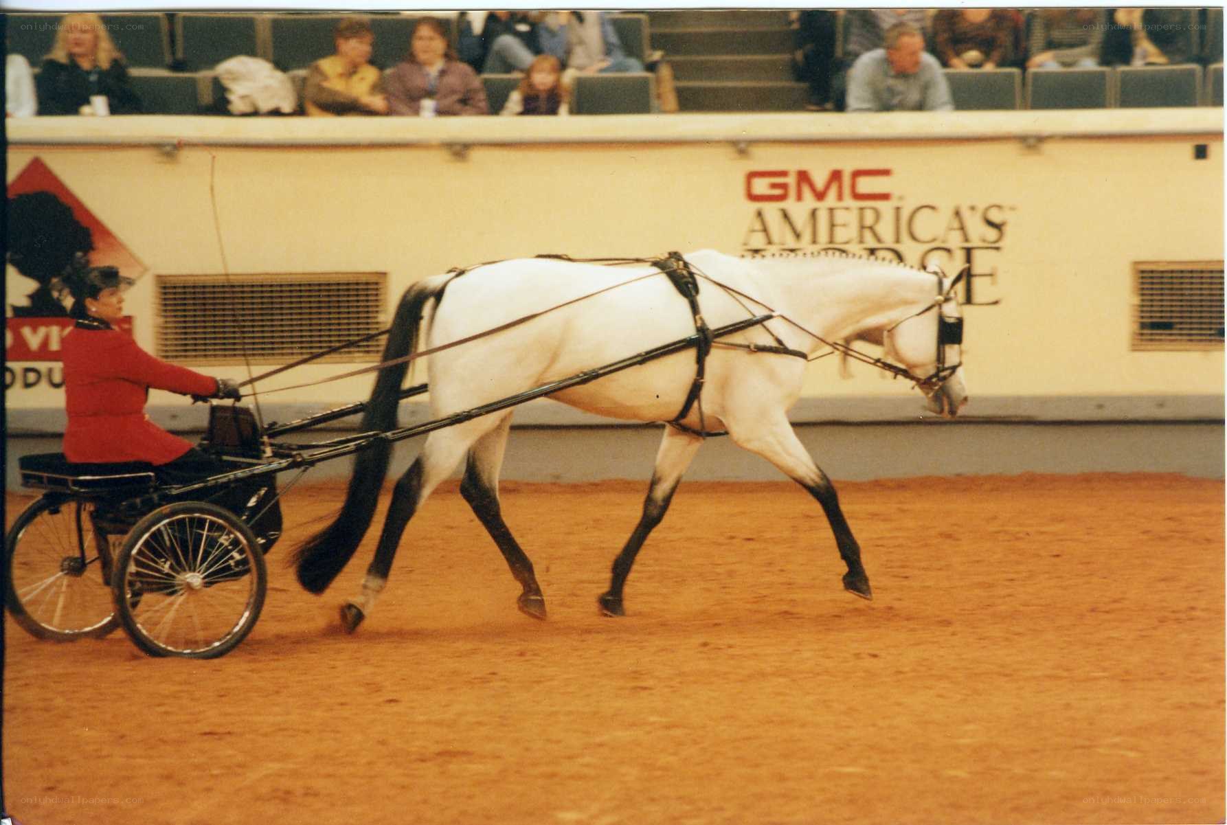 Horse pulling a carriage in arena