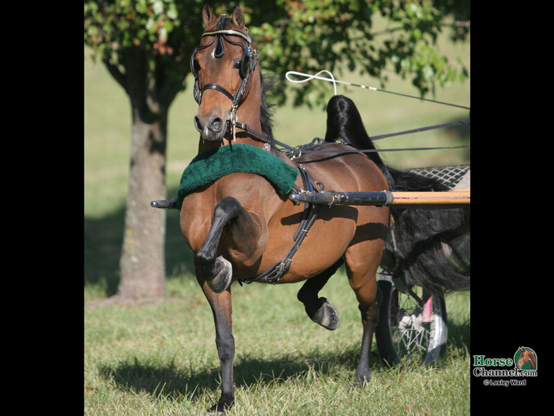 horse pulling a cart