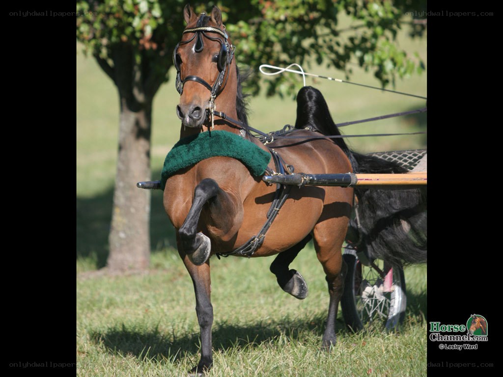 horse pulling a cart