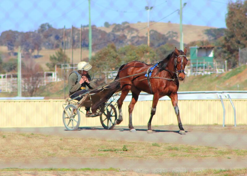 Horse Pulling a Sulky — Brown, Active