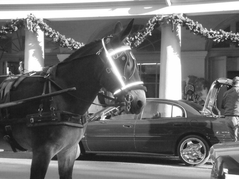 Horse Pulling Carriage