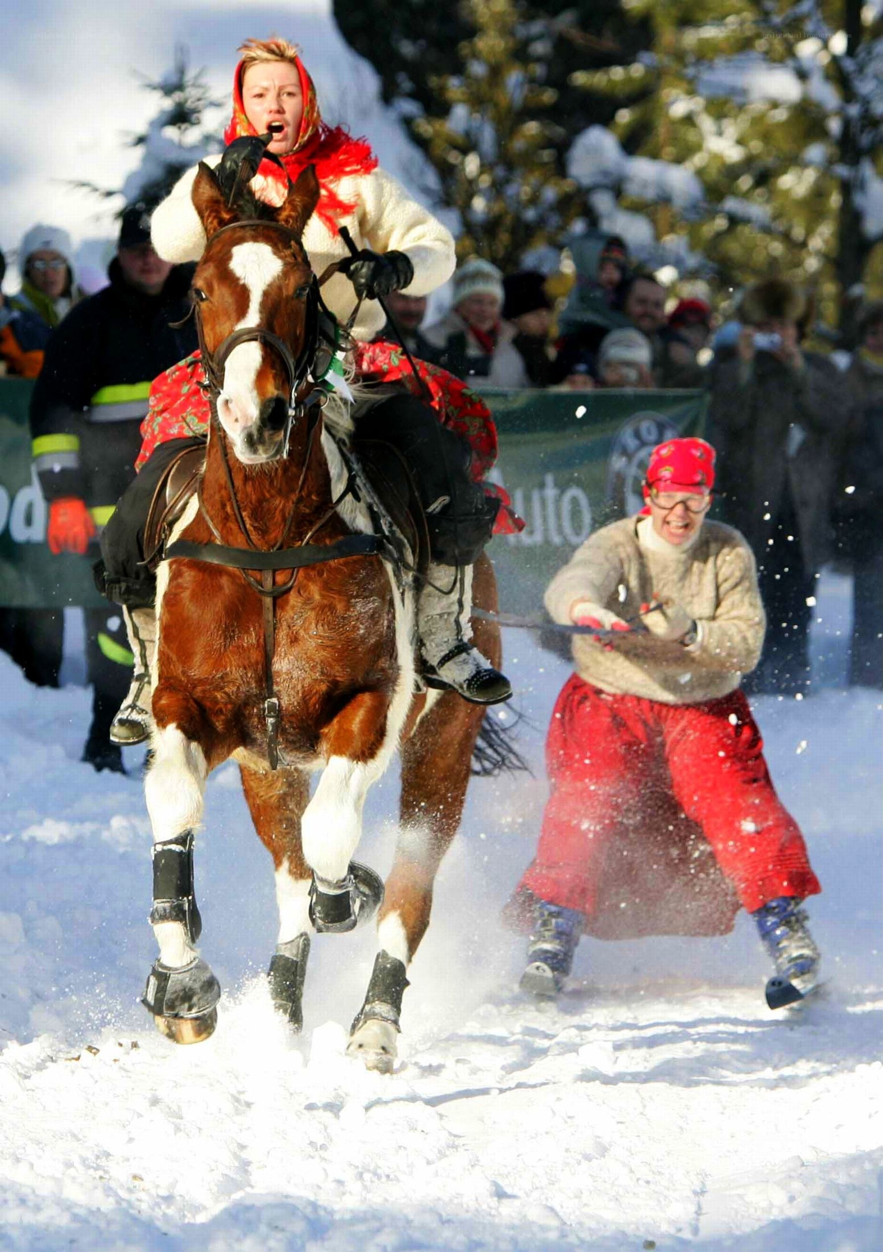 Horse pulling sled in snow