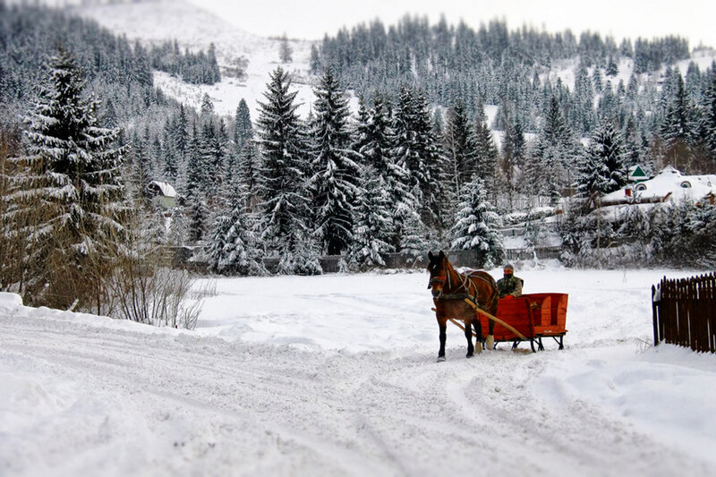 Horse Pulling Sled — White