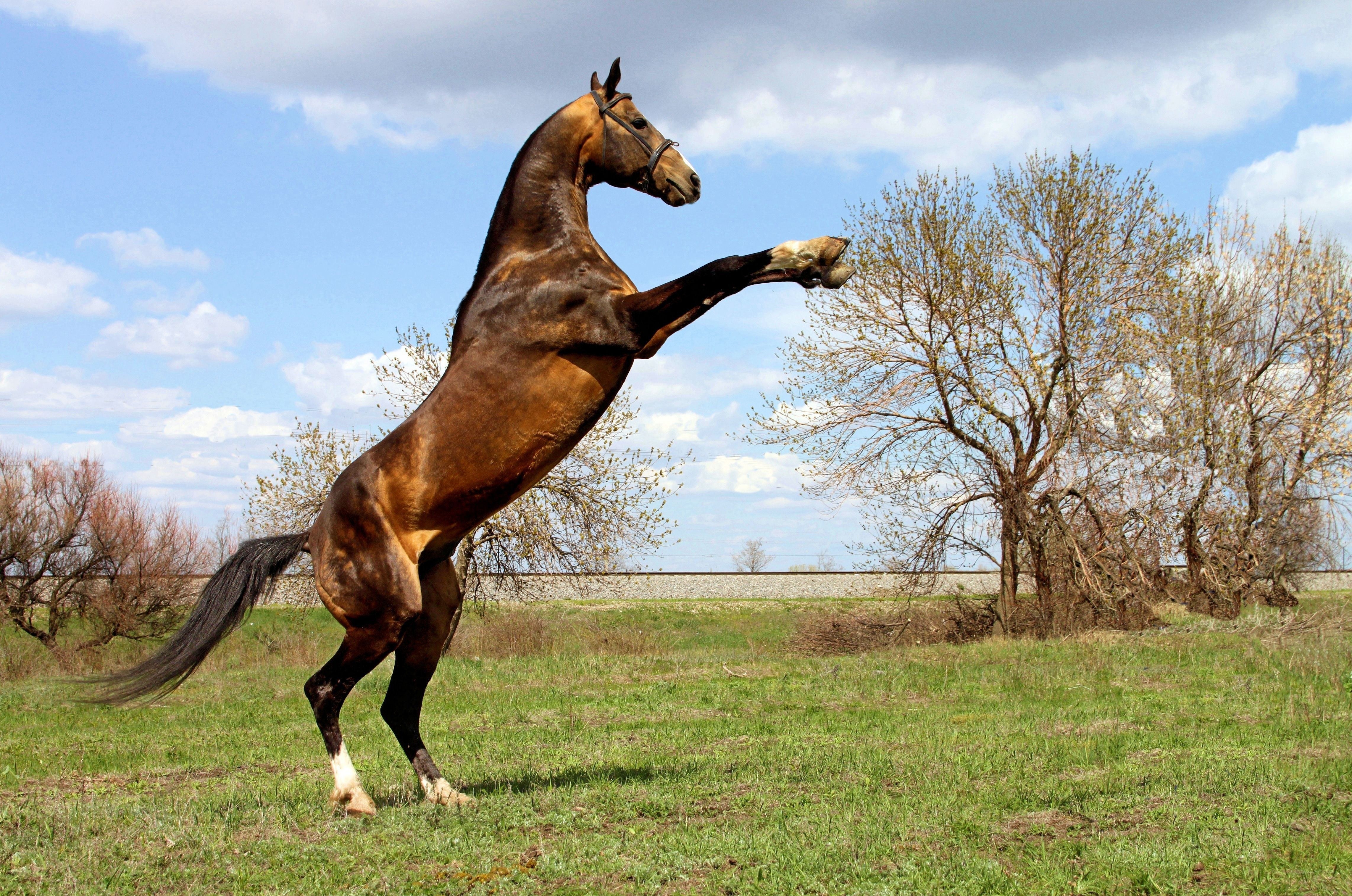 horse rearing in a field