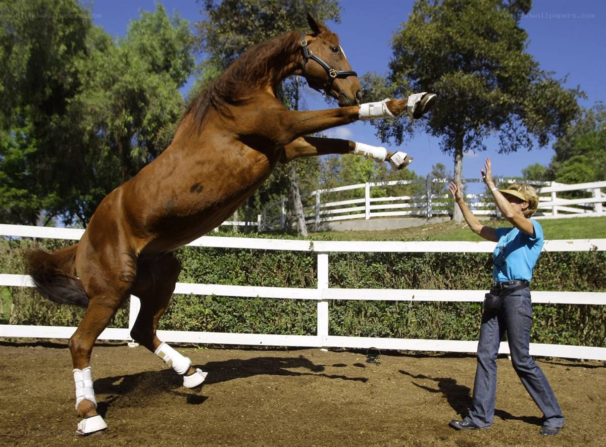 Horse rearing in a paddock