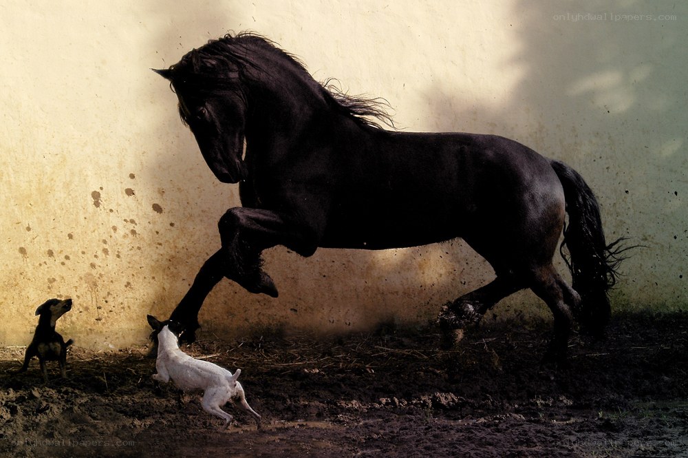 Horse rearing near two dogs