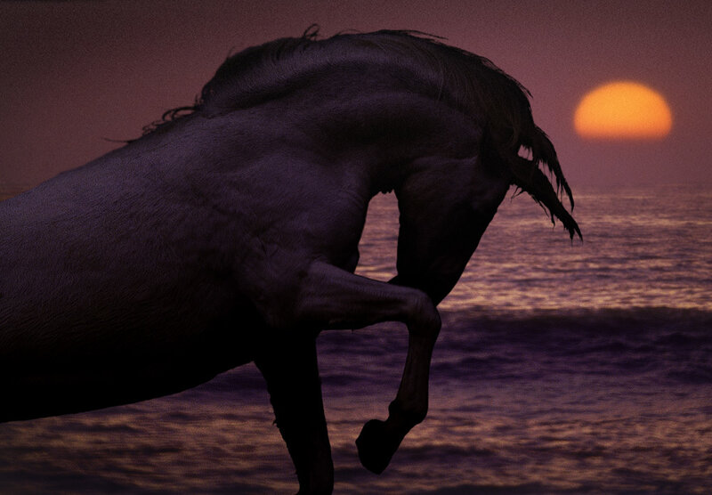 Horse Rearing on Beach — Purple