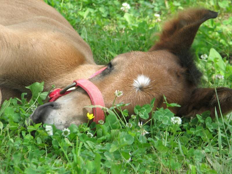 horse resting in grass
